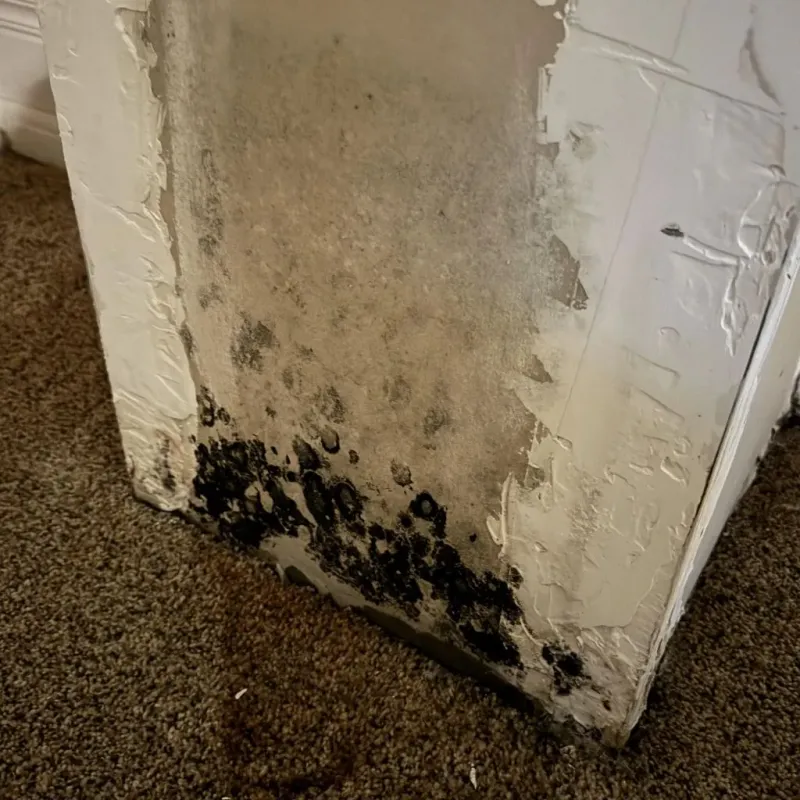 Professional Mold Removal in Minden, NE